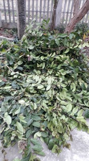 Xạ đen khô Hoà Bình