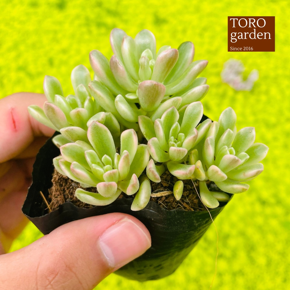 Sen đá sedum cam var Đà Lạt size bé cây cảnh trang trí nhà cửa Toro garden