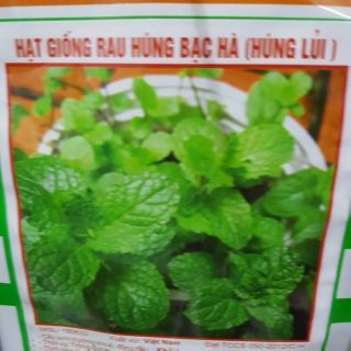 Hạt giống húng lủi