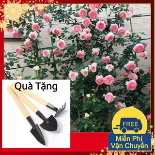 Hạt Giống Hoa Hồng Leo Pháp Tặng Bộ Dụng Cụ Mini Trồng Cây Tặng Bộ Dụng Cụ Mini Trồng Cây