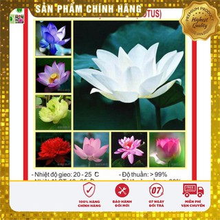 Hạt Giống Sen Mini Nhật 5 Hạt 5 Màu Ngẫu Nhiên [Bán Sỉ]