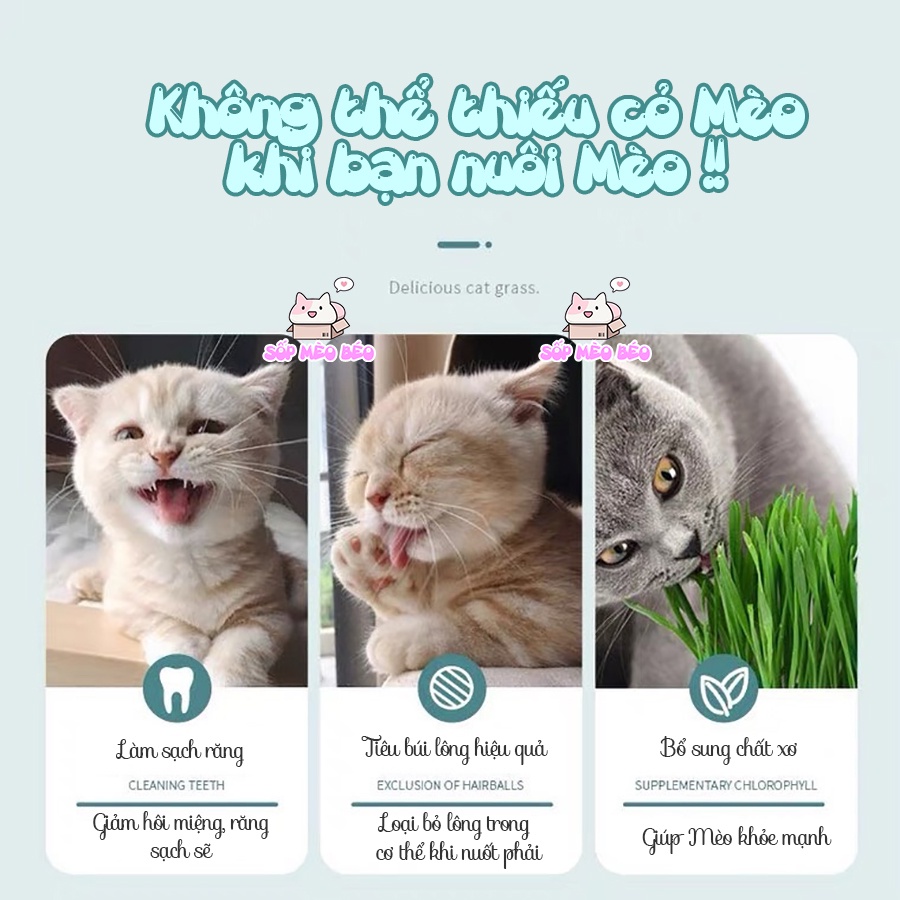 Túi Hạt Cỏ Mèo trồng ngay không cần đất hãng DADA XIONG, 7 ngày là Mèo ăn được,tiêu búi lông cực tốt