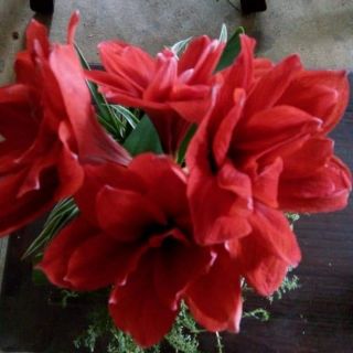 Củ con Hoa loa kèn cánh kép