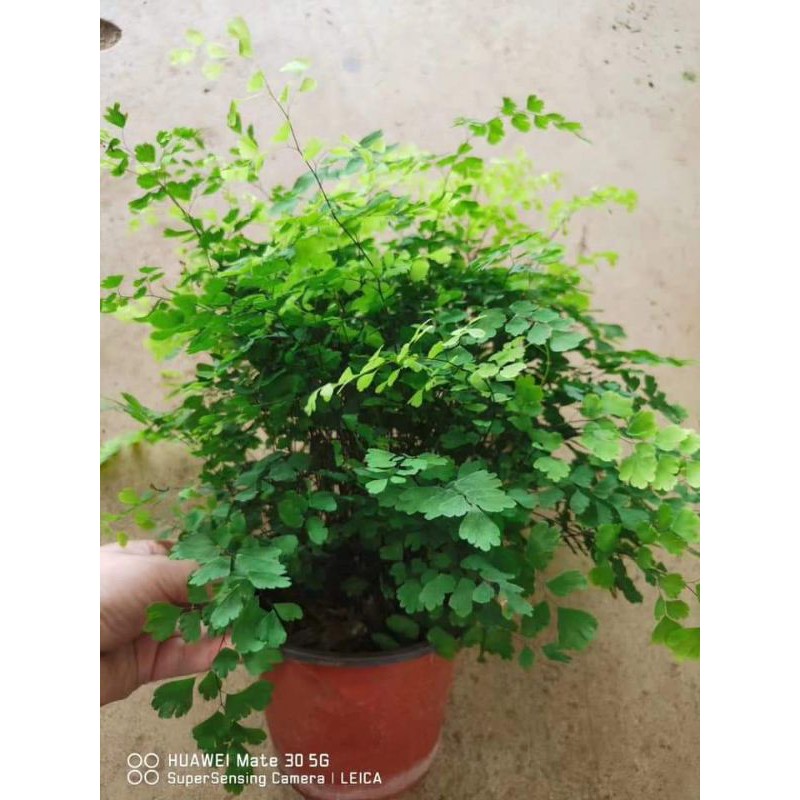 Cây TÓC THẦN VỆ NỮ