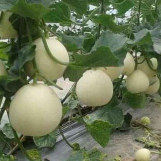 Hạt giống Dưa Lê Bạch Tuyết - 20 Hạt