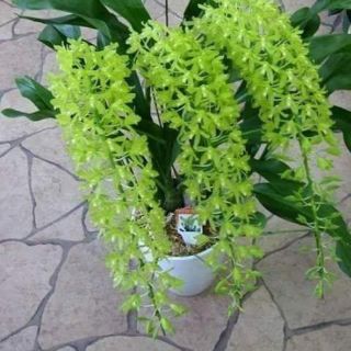 Vũ nữ hoàng hậu thanh ly