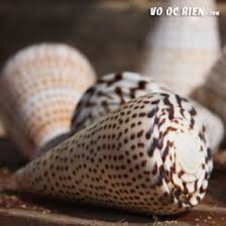 Vỏ ốc cối mè bông