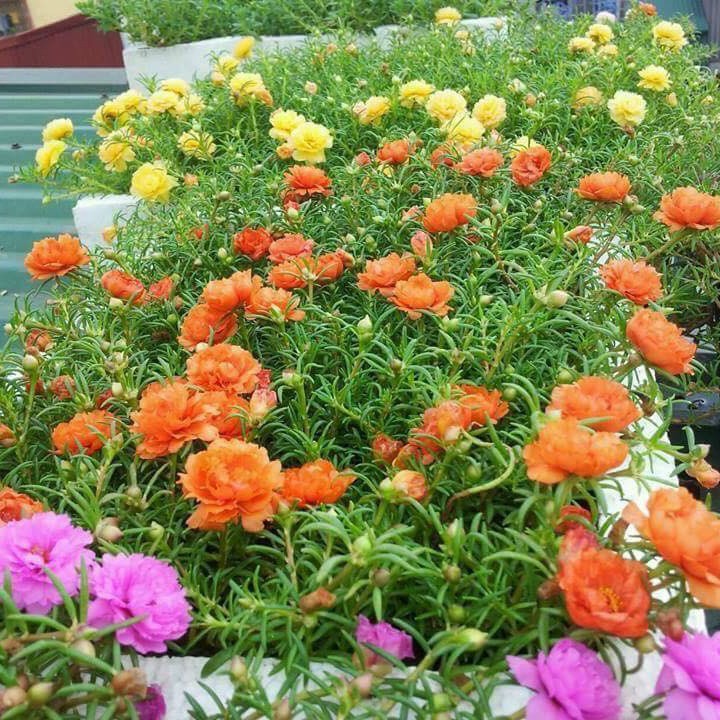 Hạt giống hoa mười giờ Mỹ