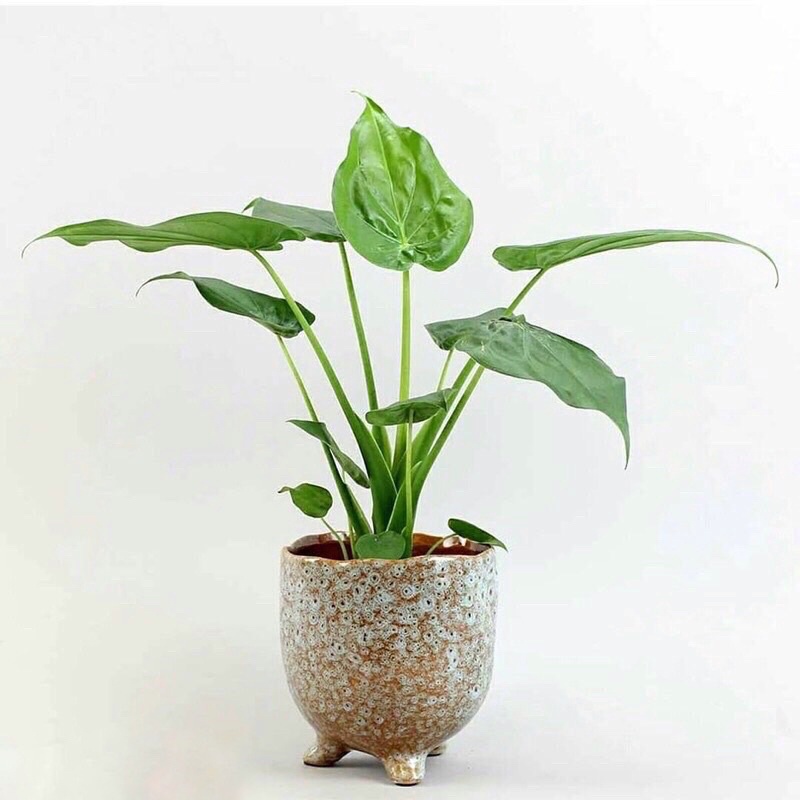 Cây môn tai phật đuổi muỗi hiệu quả (môn lá tim, Cây Alocasia cucullata)