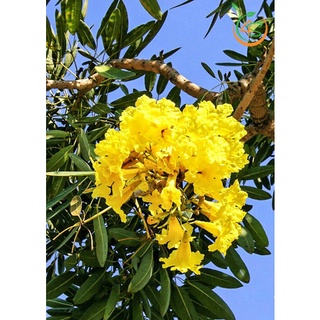 Cây giống Chuông Vàng