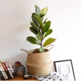 Giỏ cói đựng cây decor trang trí Size lớn