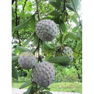 CÂY NA GIỐNG MỚI + Tặng (0,3kg) phân hữu cơ cao cấp