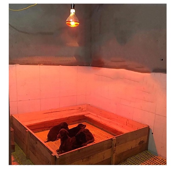 Bóng đèn sưởi úm gà vật nuôi Hồng Ngoại 45W,75W,100W,150W,175W,200W,250W