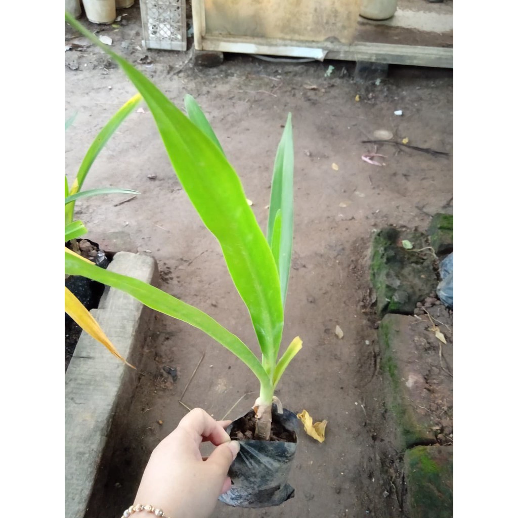 💙Combo 2 cây giống náng hoa trắng
