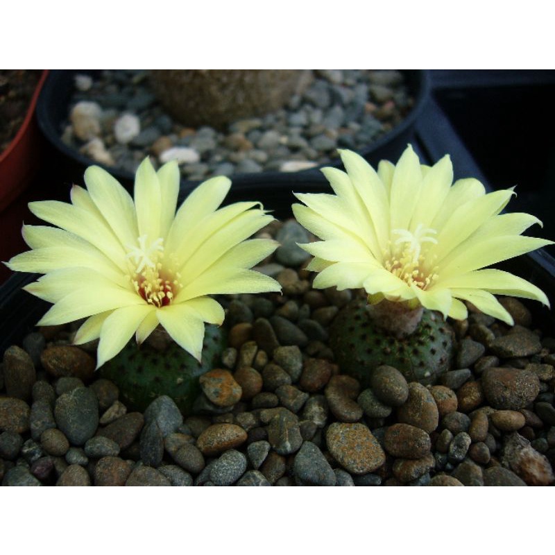 (New sale 50%) Xương rồng frailea castanea 2,5_3 cm