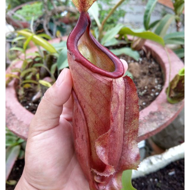 Cây nắp ấm viking x miranda