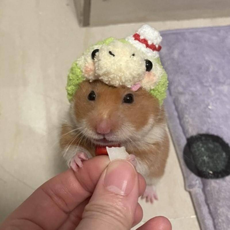 Mũ Tai Bèo Hình Gấu Vàng / Thỏ / Cà Rốt / Luffy Dễ Thương Cho Chuột Hamster