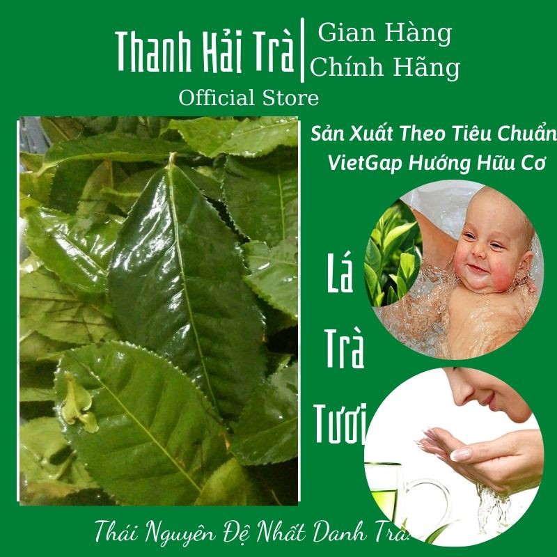 Lá Trà Xanh 🍃FREESHIP🍃 Lá Chè Thái Nguyên Lá Tươi Dùng Đun Nước Tắm Cho Bé [Tra Thai Nguyen]