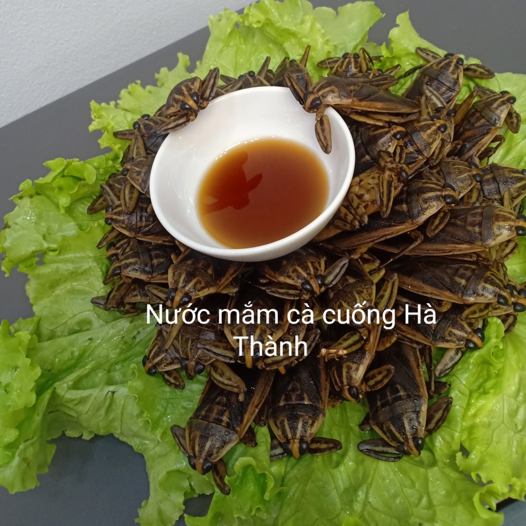 Nước mắm cà cuống nguyên con Hà Thành