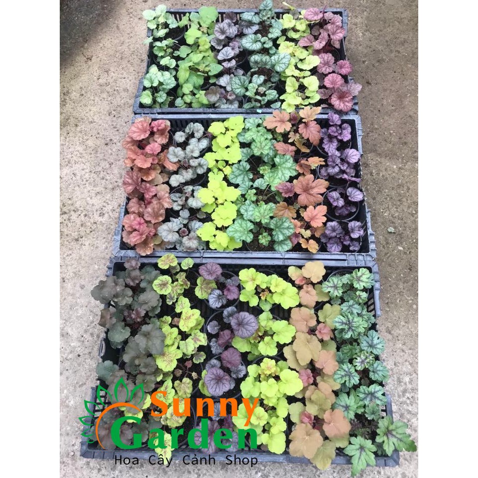 Cây Lá Màu Heuchera , Cao 9-10cm - Chậu Cảnh sống lâu năm , ưa trồng sân vườn, biệt thự, chậu kiểng mini.