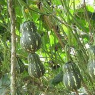 Hạt giống bí đỏ hạt đậu(tặng kèm phân)