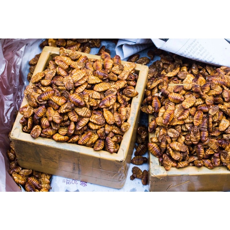 NHỘNG Tằm Sấy Khô 🐛 Thức Ăn Vỗ Béo cho Hamster, Bọ, Sóc Bông, Sóc Đất, Sóc Bay Úc