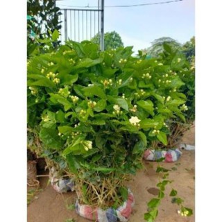 Cây giống hoa nhài ta, thơm ngát, dễ trồng, nhanh ra hoa, bụi to