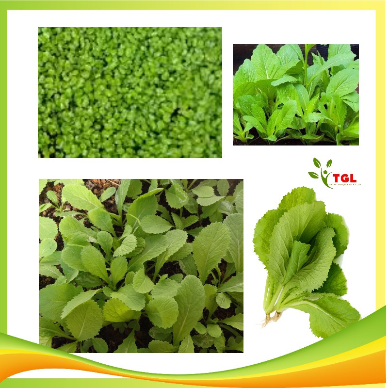 Hạt Giống Rau Cải Mơ Lùn, Mơ Đăm Phú Điền, Hạt giống rau củ quả chất lượng- Gói 20gr