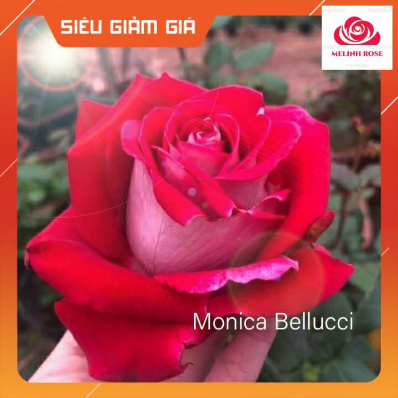 Hoa hồng Pháp Monica Bellucci mang trên mình hai màu đỏ và phớt trắng form hoa cực quyến rũ