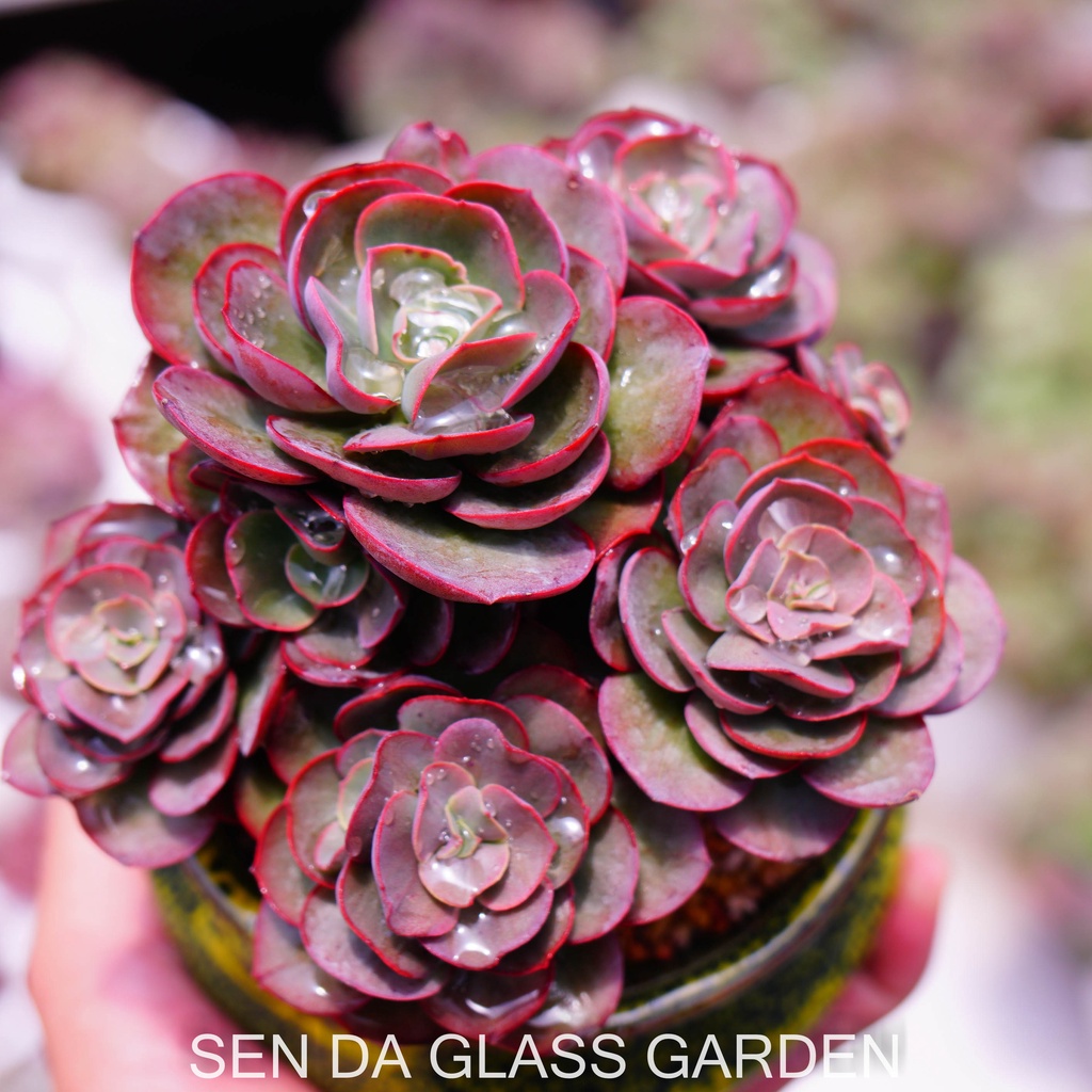 Sen đá Bắp Cải  Suyon Gốc Thụ nhiều đầu, trồng chậu gốm Hàn Quốc - Bao Khỏe- Thuần khí hậu Đà Lạt - Lỗi 1 đổi 1