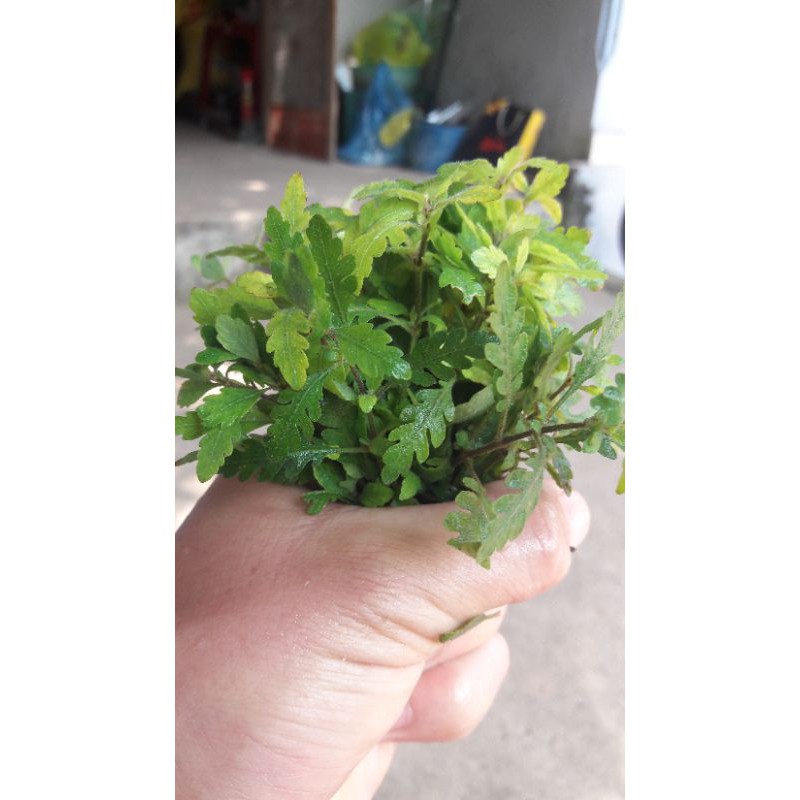 cây thủy sinh liễu đỏ răng cưa