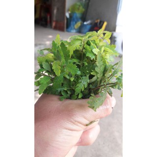 cây thủy sinh liễu đỏ răng cưa