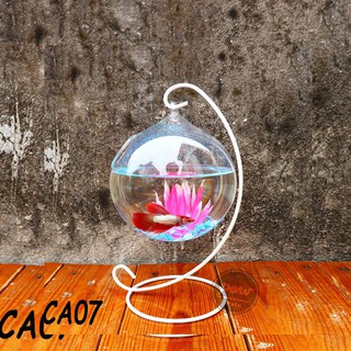 Bể cá mini để bàn treo chữ C