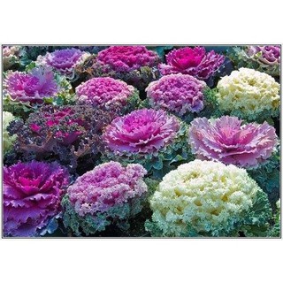 Bán Hạt giống hoa Bắp cải xoắn hàng đẹp