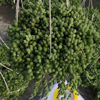 Cây giọt nước mắt mèo