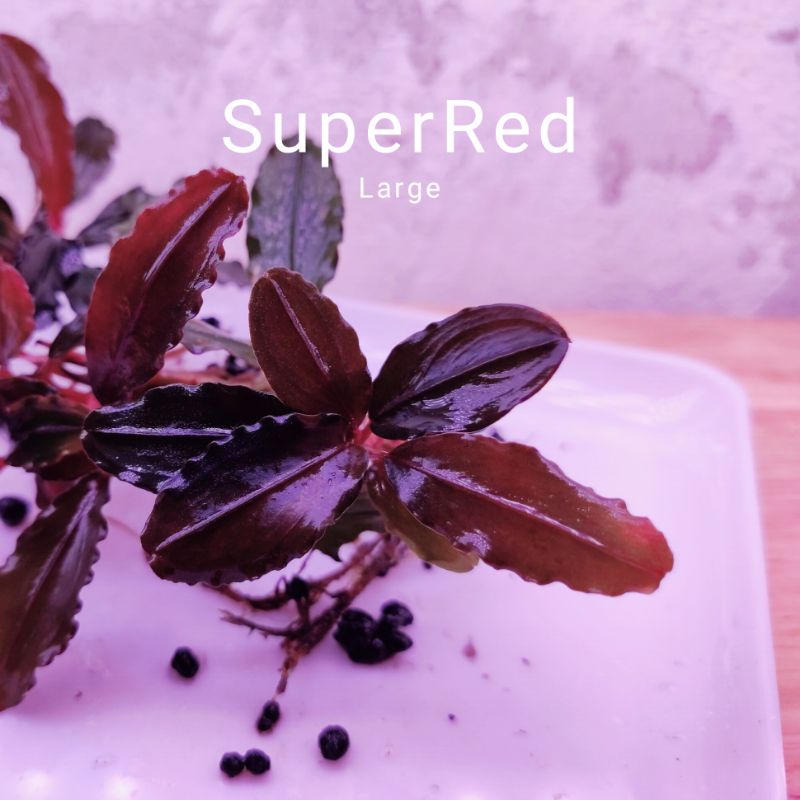 Super Red Large | Hàng ngọn | lá cạn | cây thủy sinh lá siêu đỏ