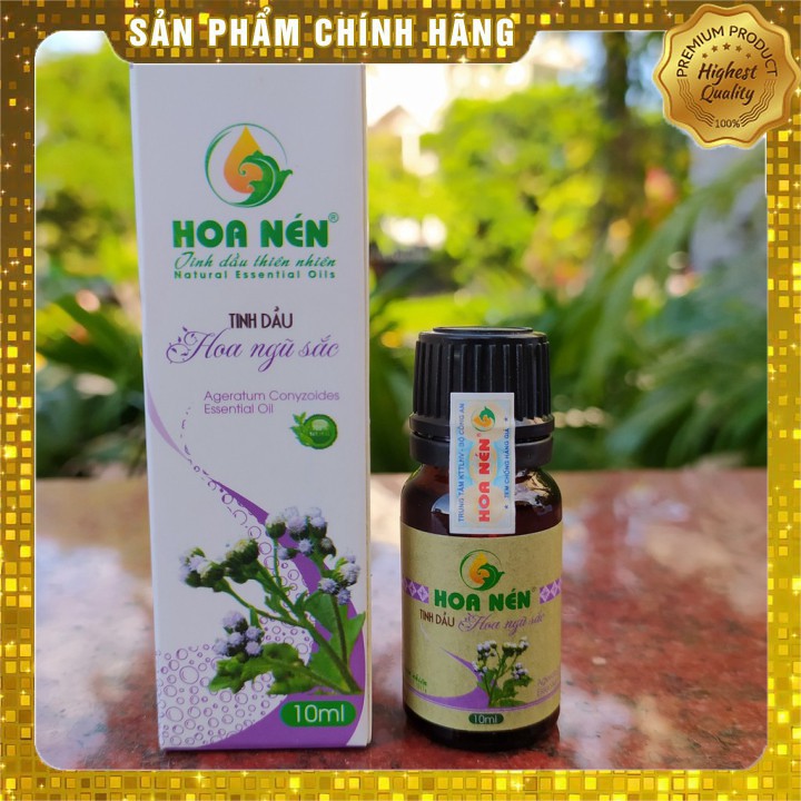 Tinh dầu hoa ngũ sắc Hoa Nén 10ml_Hổ trợ người bị viêm xoang, viêm mũi dị ứng