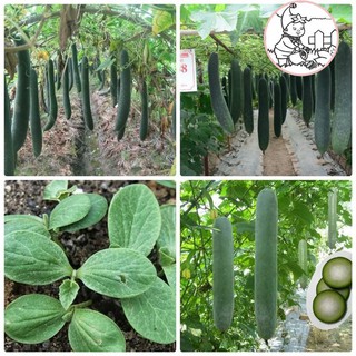 Hạt bí đao chanh, bí sặt - gói 1 gram