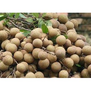 CÂY GIỐNG NHÃN ĐƯỜNG PHÈN [ SIÊU SỚM ].