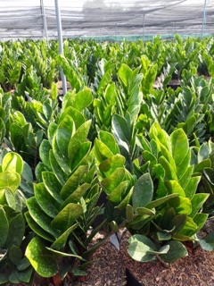chậu Cây Kim tiền