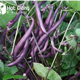 Hạt Giống Đậu Cove Tím - 1 gói 5gr