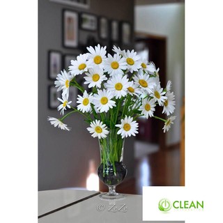Hạt Giống Hoa Cúc Họa Mi Trắng