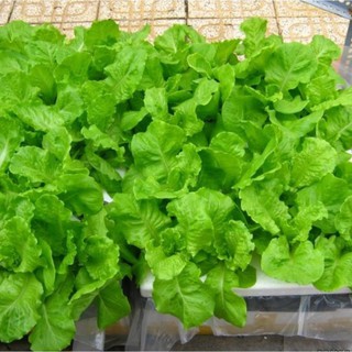 10g Hạt giống Xà lách Baby