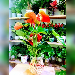 Cây Hồng Môn Thủy Sinh