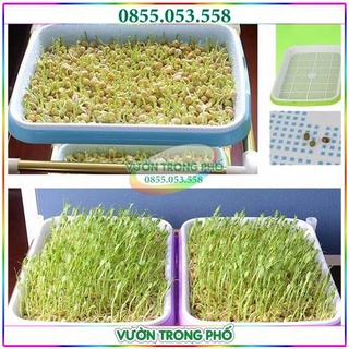 [Siêu Sale] bộ 3 Khay trồng giá đỗ, ươm rau mầm sạch an toàn, diện dụng