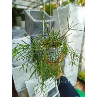 Cây gạc nai chậu treo