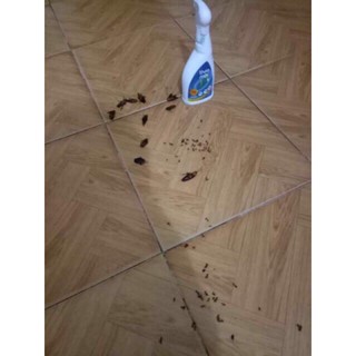 Xịt thảo mộc 10s - đặc trị : muỗi, gián, kiến