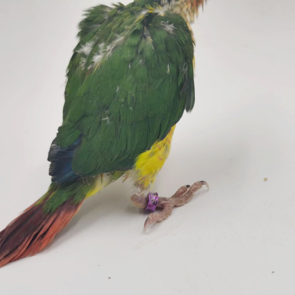 Set 20 Vòng Nhiều Màu Sắc Kích Thước 4 mm / 4.7 mm Huấn Luyện Chim