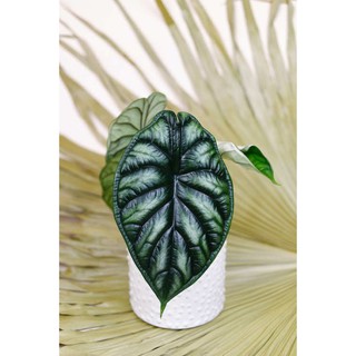 Cây Alocasia Dragon Scale