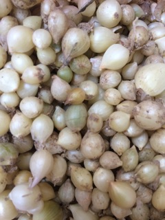 Hành tăm (củ nén) Nghệ An